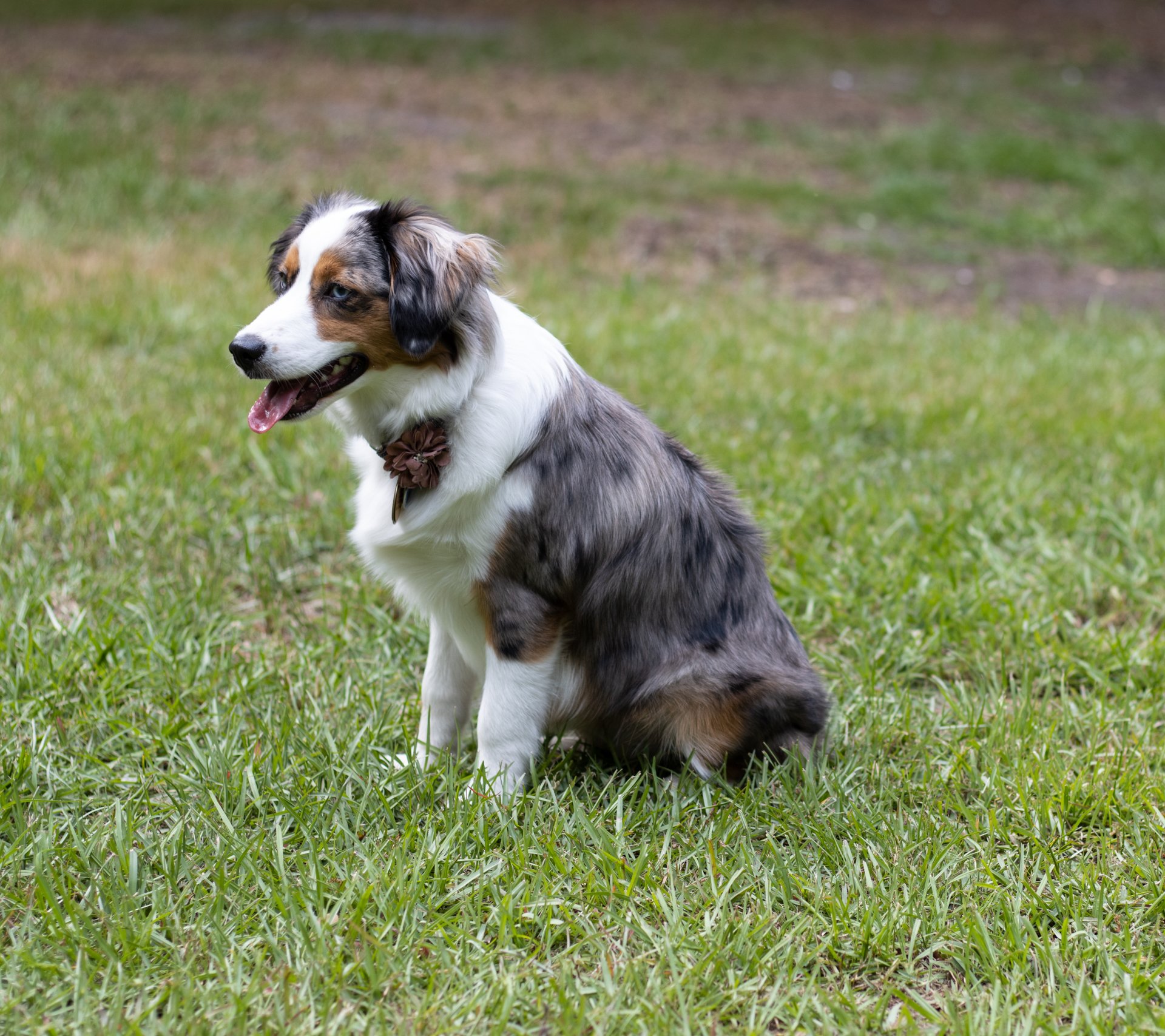 Jasmine is a 2 1/2-year-old Mini American Shepherd that loves warm hugs, but not the summer heat!