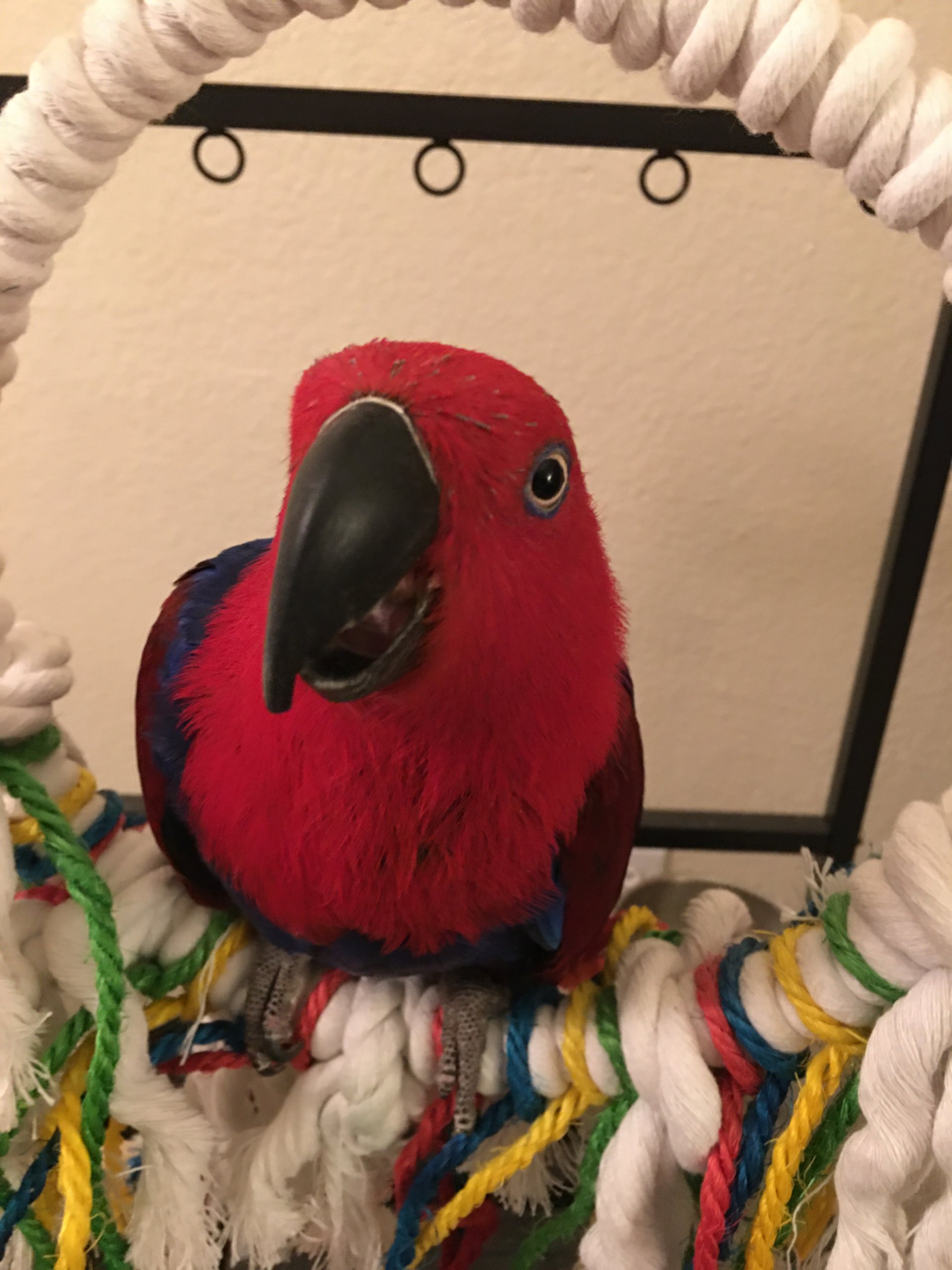 Fawkes, my Eclectus parrot. I’ve had her since she was 18 months old and she will 19 this May.