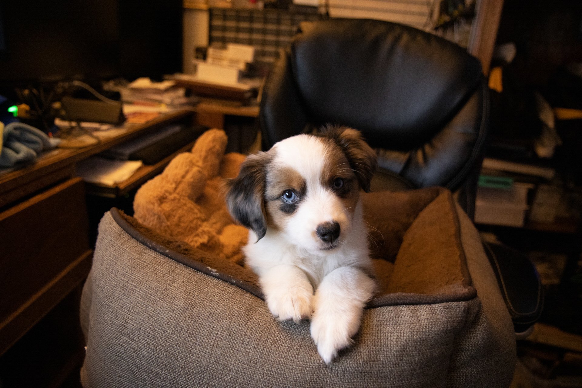 This is our doggie, Jasmine, when she was a little puppy. She is a Mini Aussie.